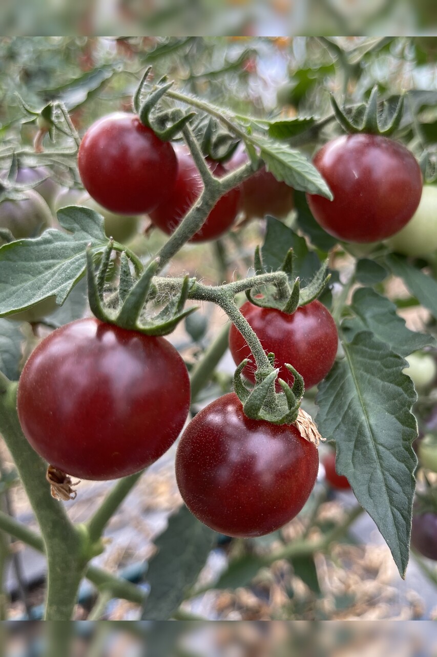 Tomaten-Set "resistente Tomaten" - 4 robuste BIO-Sorten [samenfest]