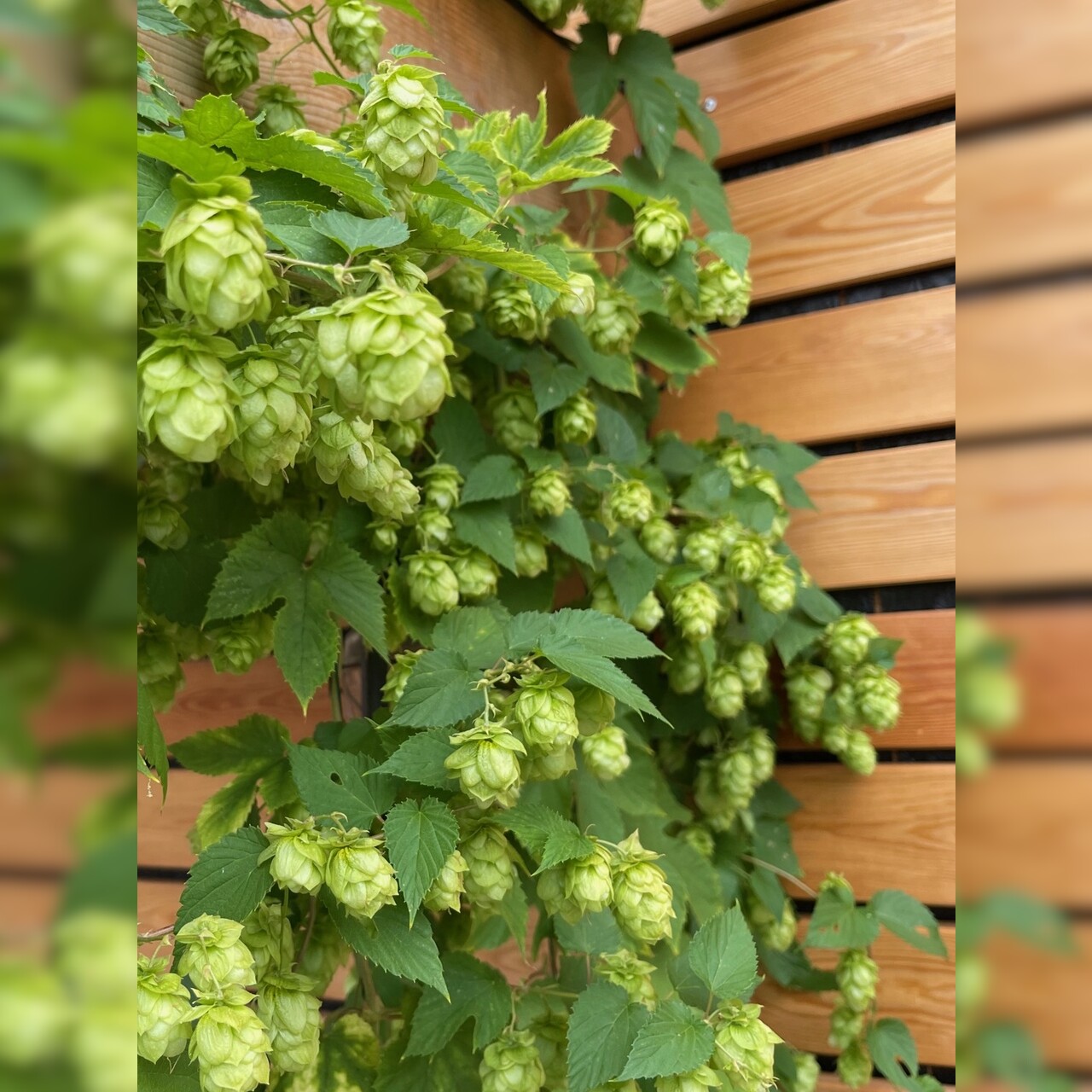 Echter Hopfen - BIO-Hopfensamen [samenfest]