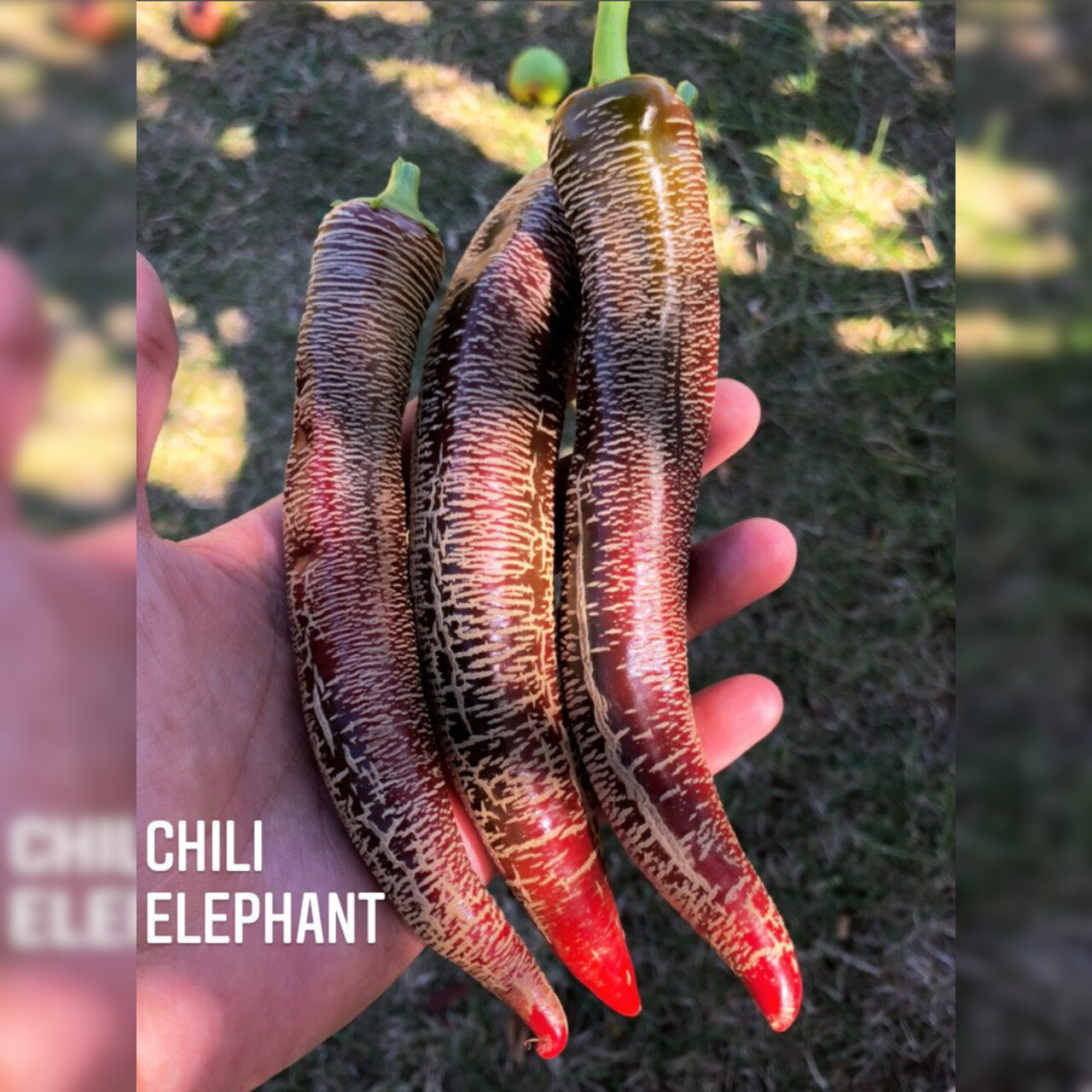 Chili Samen "Elefant" (samenfest & BIO)