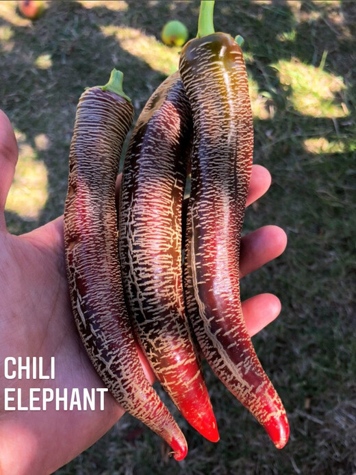 Chili Samen "Elefant" (samenfest & BIO)