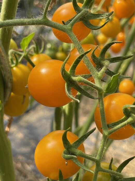 großes Tomaten Set - 12 BIO-Tomatensorten [samenfest]