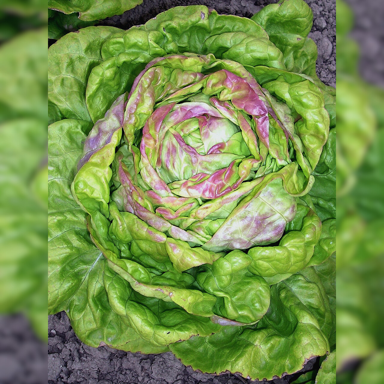 Kopfsalat „Maikönig“ - BIO Salatsorte (samenfest)