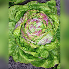 Kopfsalat „Maikönig“ - BIO Salatsorte (samenfest)