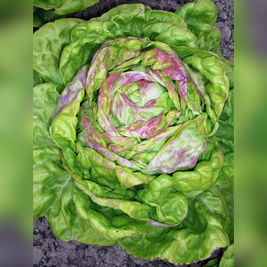 Kopfsalat „Maikönig“ - BIO Salatsorte (samenfest)