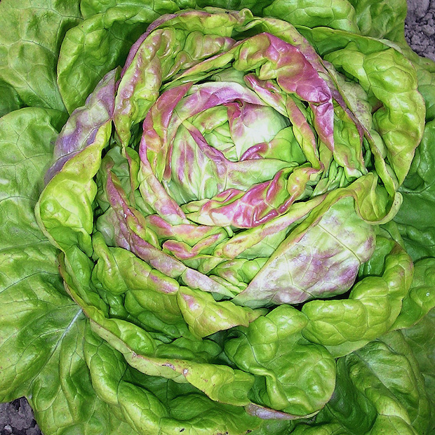 Kopfsalat „Maikönig“ - BIO Salatsorte (samenfest)