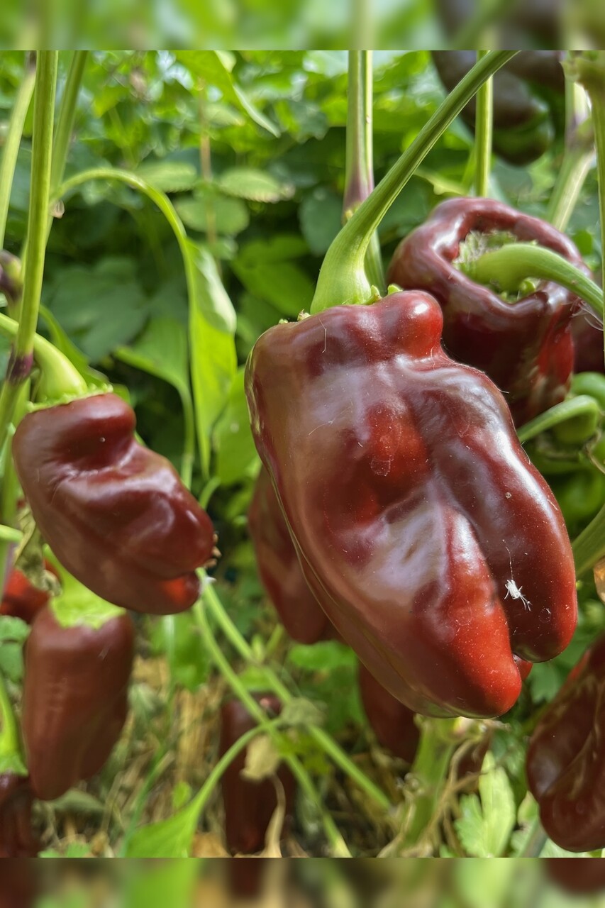 Paprika "Sweet Chocolate" - BIO-Paprikasamen [samenfest]