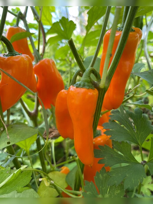 "Lunchbox Orange" - BIO-Paprikasamen [samenfest]