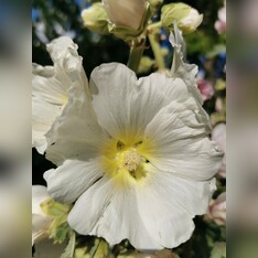 Stockrose "weiß" - BIO-Stockrosensamen [samenfest]