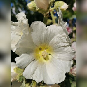 Stockrose "weiß" - BIO-Stockrosensamen [samenfest]
