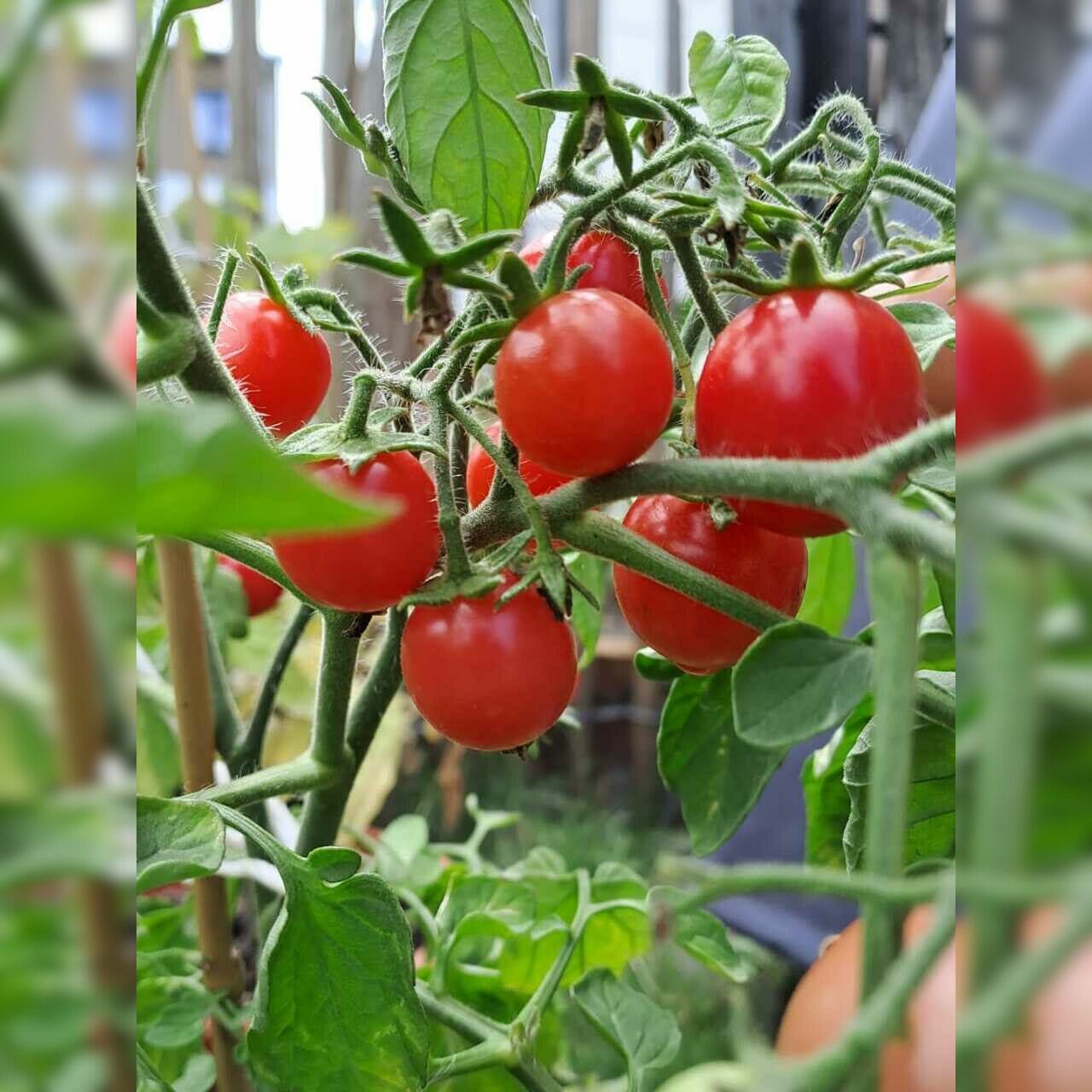 Tomate "Ampeltomate" -BIO-Balkontomate [samenfest]