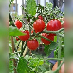 Tomate "Ampeltomate" -BIO-Balkontomate [samenfest]
