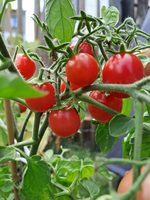 Tomate "Ampeltomate" -BIO-Balkontomate [samenfest]