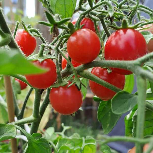 Tomate "Ampeltomate" -BIO-Balkontomate [samenfest]
