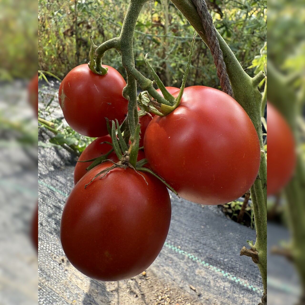 Tomate "Harzfeuer" - BIO-Tomatensorte