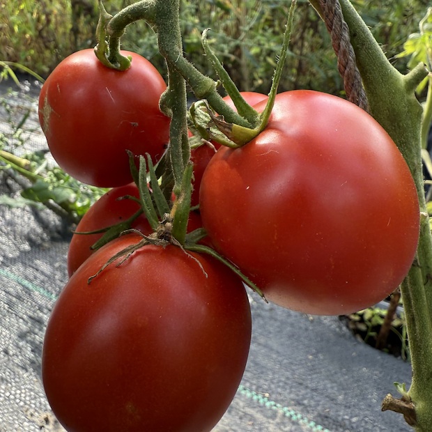 Tomate "Harzfeuer" - BIO-Tomatensorte