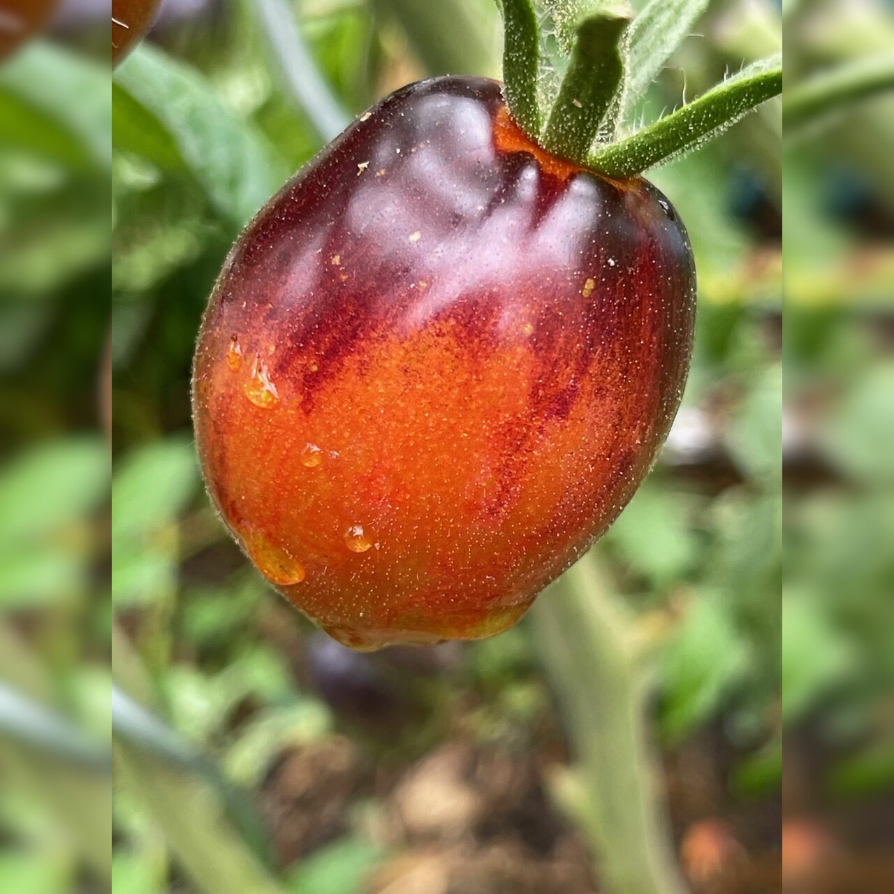 Tomate „Purple Dragon“ - BIO-Tomatensorte [samenfest]