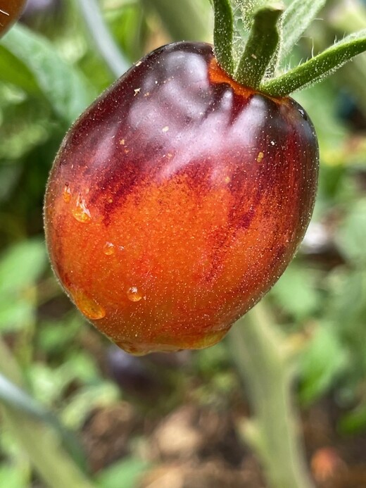 Tomate „Purple Dragon“ - BIO-Tomatensorte [samenfest]