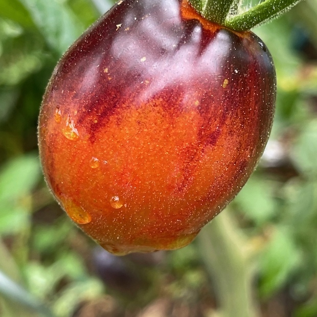 Tomate „Purple Dragon“ - BIO-Tomatensorte [samenfest]