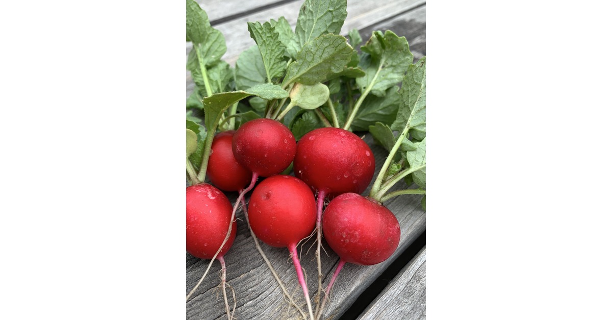 Radieschen 