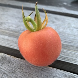Tomate "Peche Rose" - BIO-Tomatensorte [samenfest]
