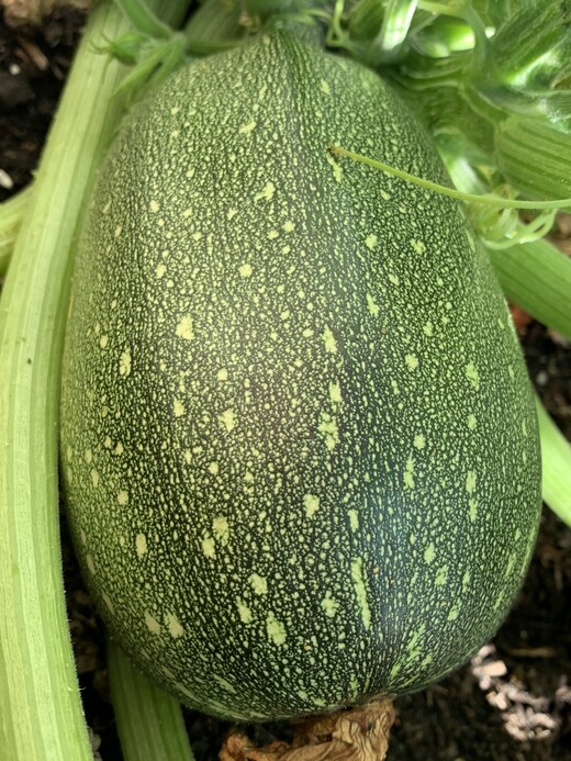 Gemüsesamen-Set "Zucchini" - 4 BIO-Sorten [samenfest]
