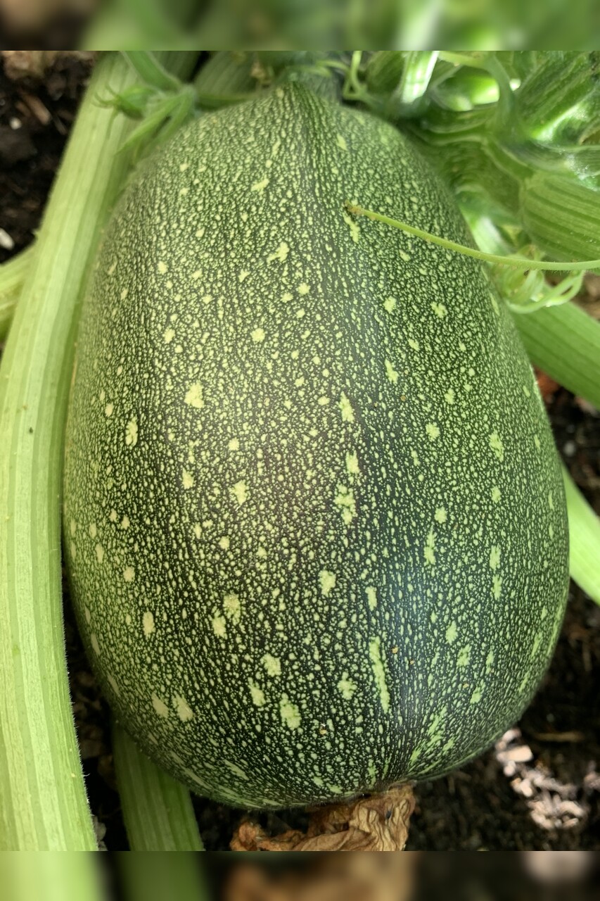 Gemüsesamen-Set "Zucchini" - 4 BIO-Sorten [samenfest]