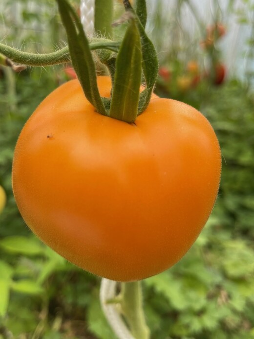 großes Tomaten-Set - 12 BIO-Tomatensorten [samenfest]