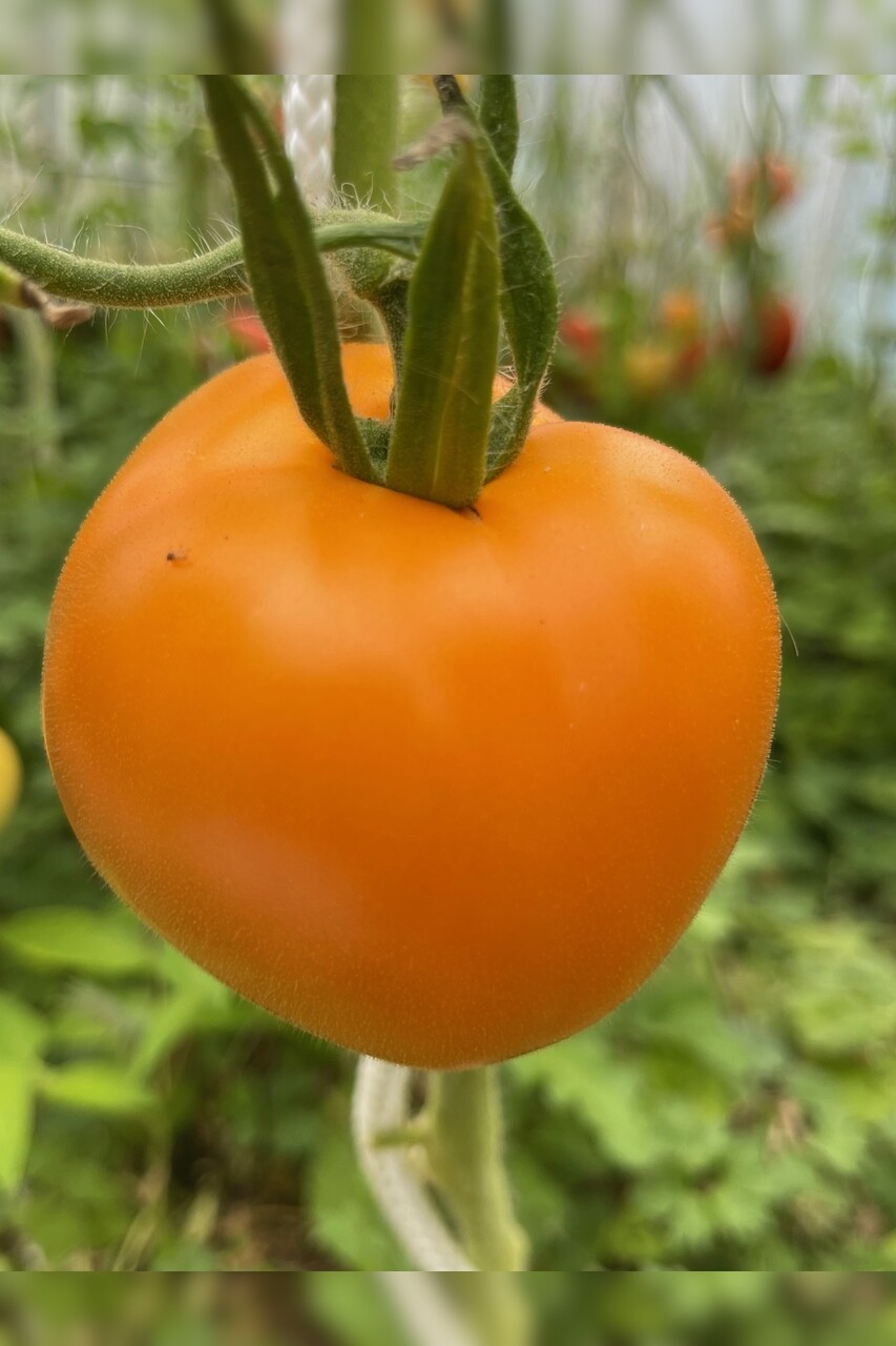 großes Tomaten-Set - 12 BIO-Tomatensorten [samenfest]