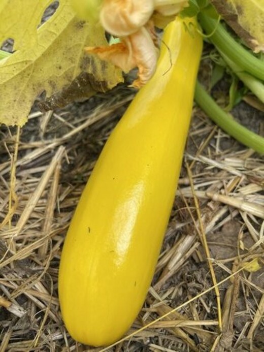 Zucchini "Golden Rush" - gelbe BIO-Zucchinisorte (samenfest)