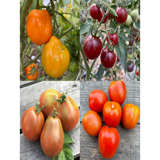 Tomaten-Set "Freilandtomaten" - 4 BIO-Sorten [samenfest]