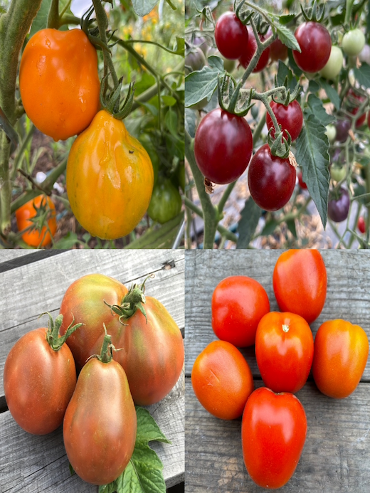 Tomaten-Set "Freilandtomaten" - 4 BIO-Sorten [samenfest]