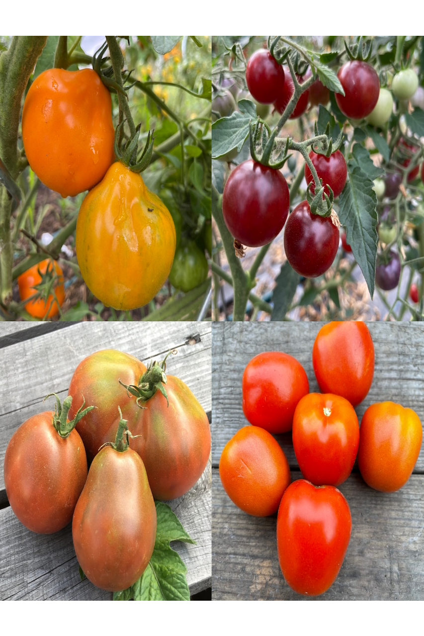 Tomaten-Set "Freilandtomaten" - 4 BIO-Sorten [samenfest]