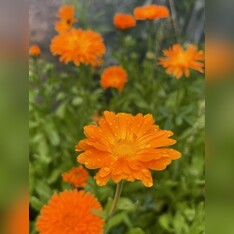 "Ringelblume" - BIO-Blumensamen [samenfest]
