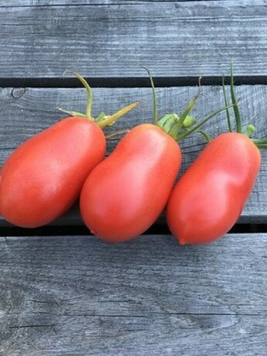 Tomaten Set "russische Tomaten" - 4 BIO-Tomatensorten [samenfest]