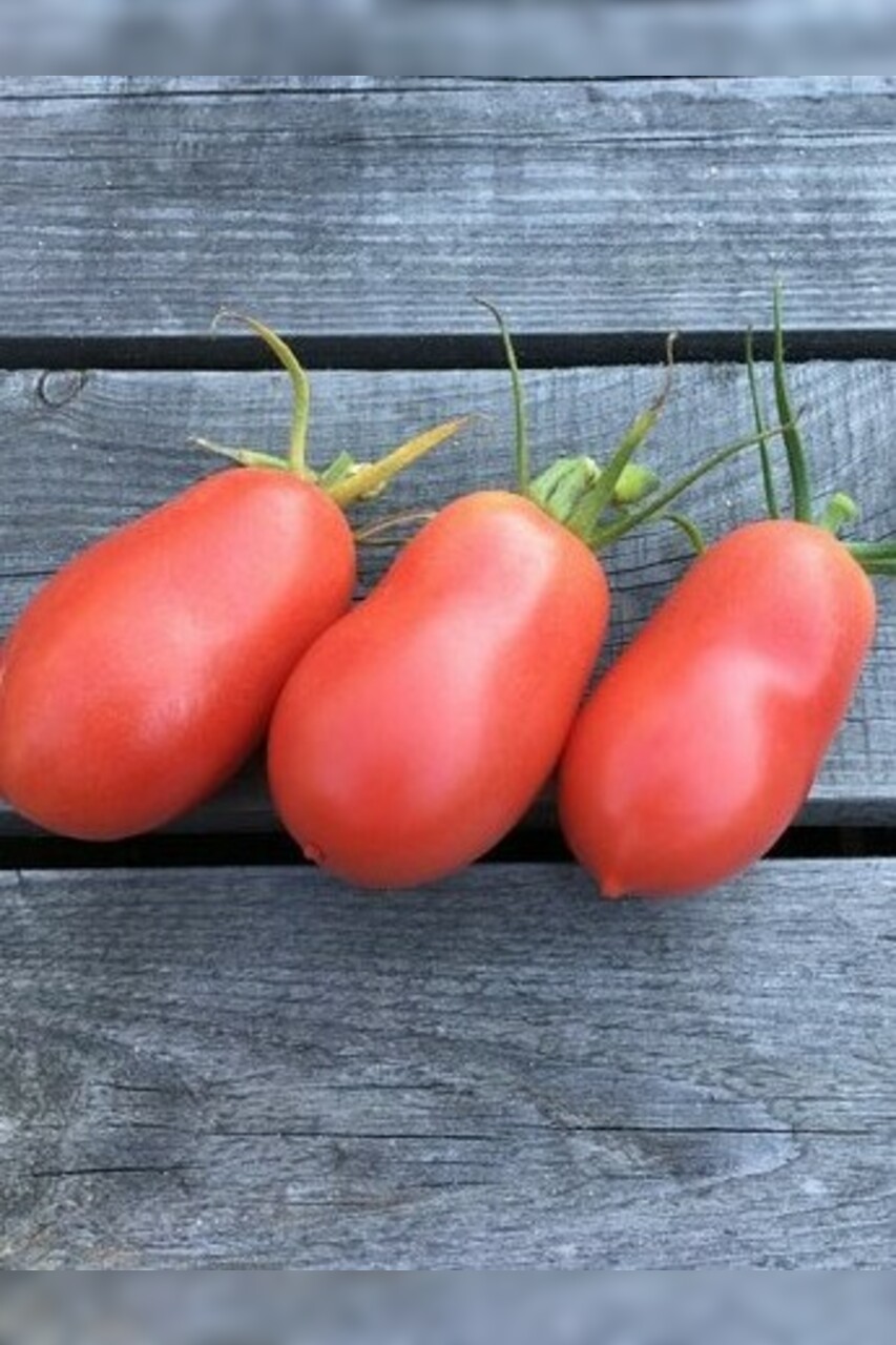 Tomaten Set "russische Tomaten" - 4 BIO-Tomatensorten [samenfest]