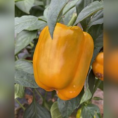 Paprika "Quadrato d´Asti Giallo" - BIO-Blockpaprika [samenfest]