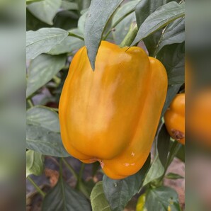 Paprika "Quadrato d´Asti Giallo" - BIO-Blockpaprika [samenfest]