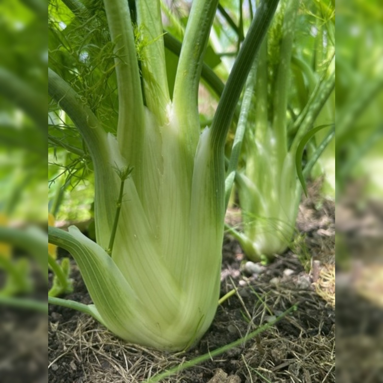 Gemüsesamen-Set "Mittelzehrer fürs Hochbeet" - 8 BIO-Sorten [samenfest]