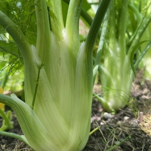 Gemüsesamen-Set "Mittelzehrer fürs Hochbeet" - 8 BIO-Sorten [samenfest]