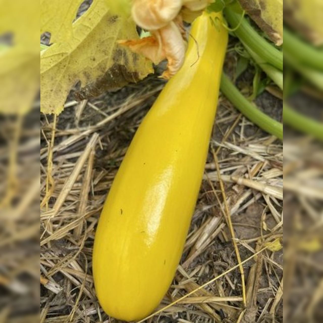 Gemüsesamen-Set "Zucchini" - 4 BIO-Sorten [samenfest]