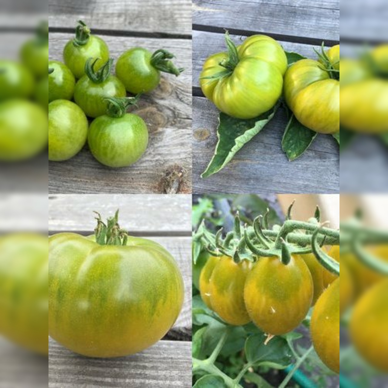 BIO Tomatensamen Set