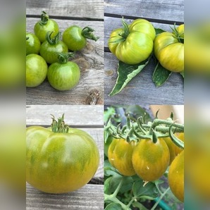 BIO Tomatensamen Set