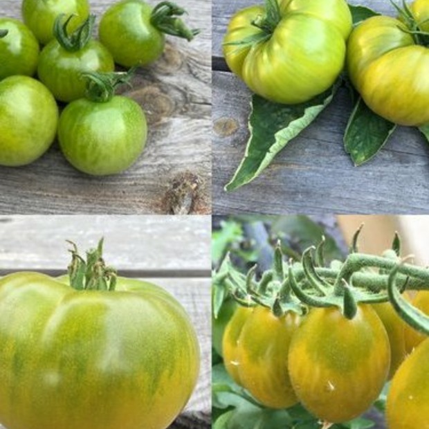 BIO Tomatensamen Set
