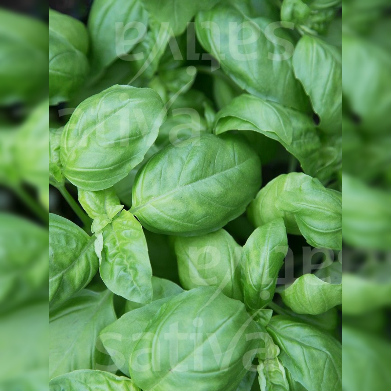 Anzucht-Set "Basilikum & Koriander" [4007, 400]