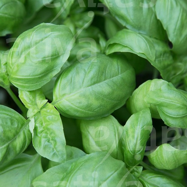 Anzucht-Set "Basilikum & Koriander" [4007, 400]