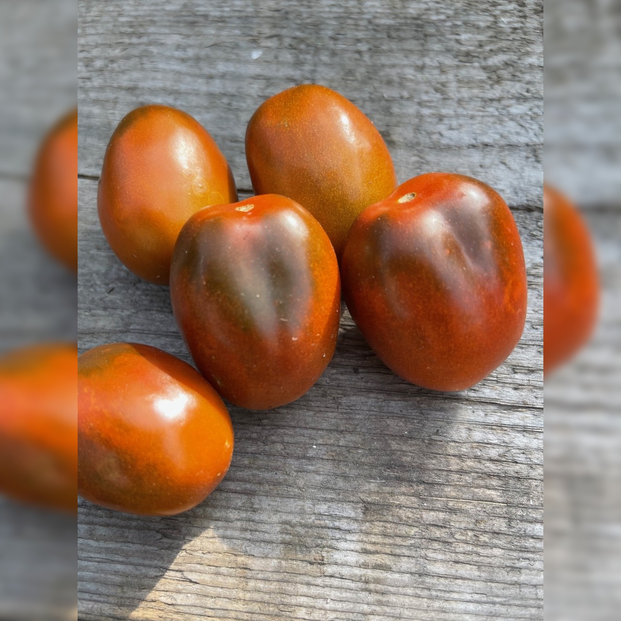 Anzucht-Set "Balkontomaten" [01, 13]