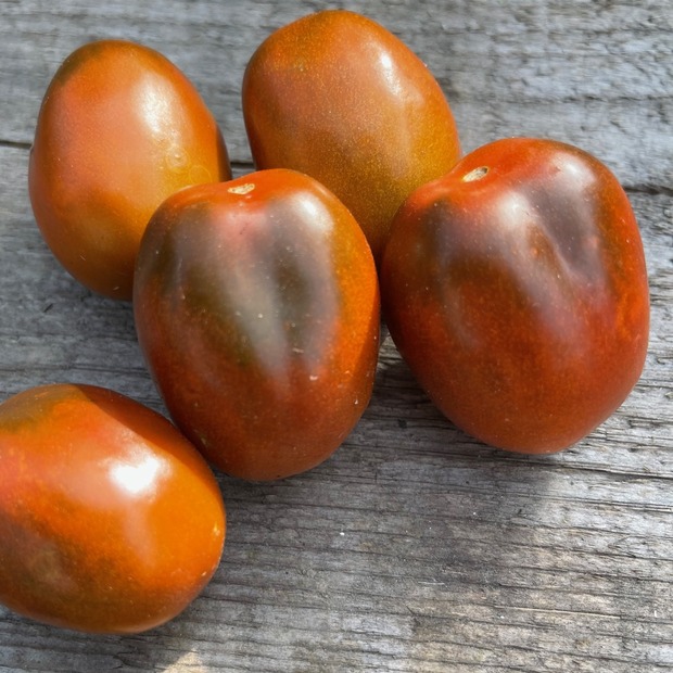 Anzucht-Set "Balkontomaten" [01, 13]