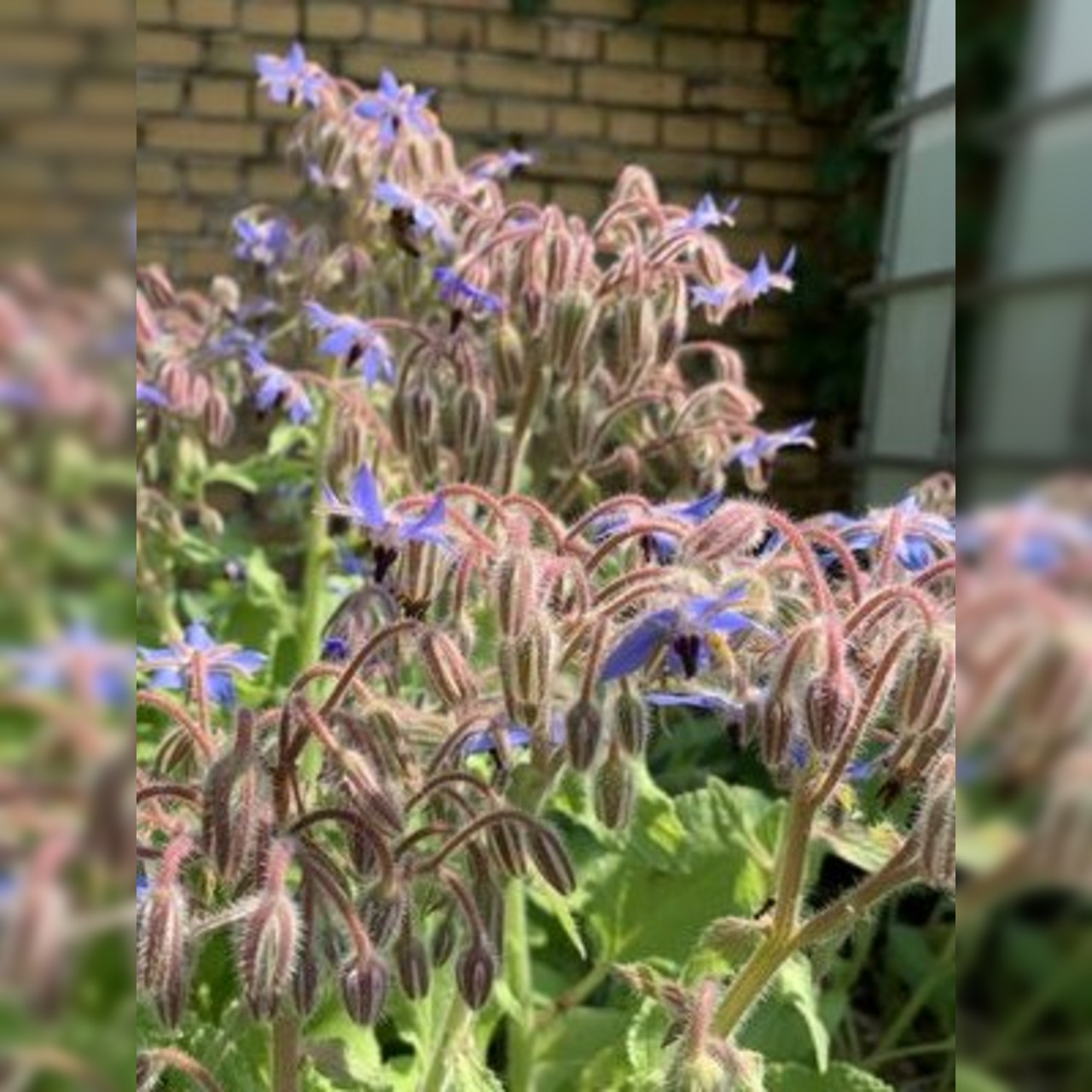 Blumensamen-Set "Gründüngung fürs Gemüsebeet" - 7 BIO-Sorten [samenfest]