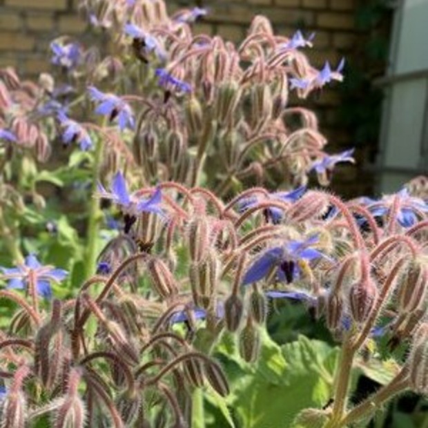 Blumensamen-Set "Gründüngung fürs Gemüsebeet" - 7 BIO-Sorten [samenfest]