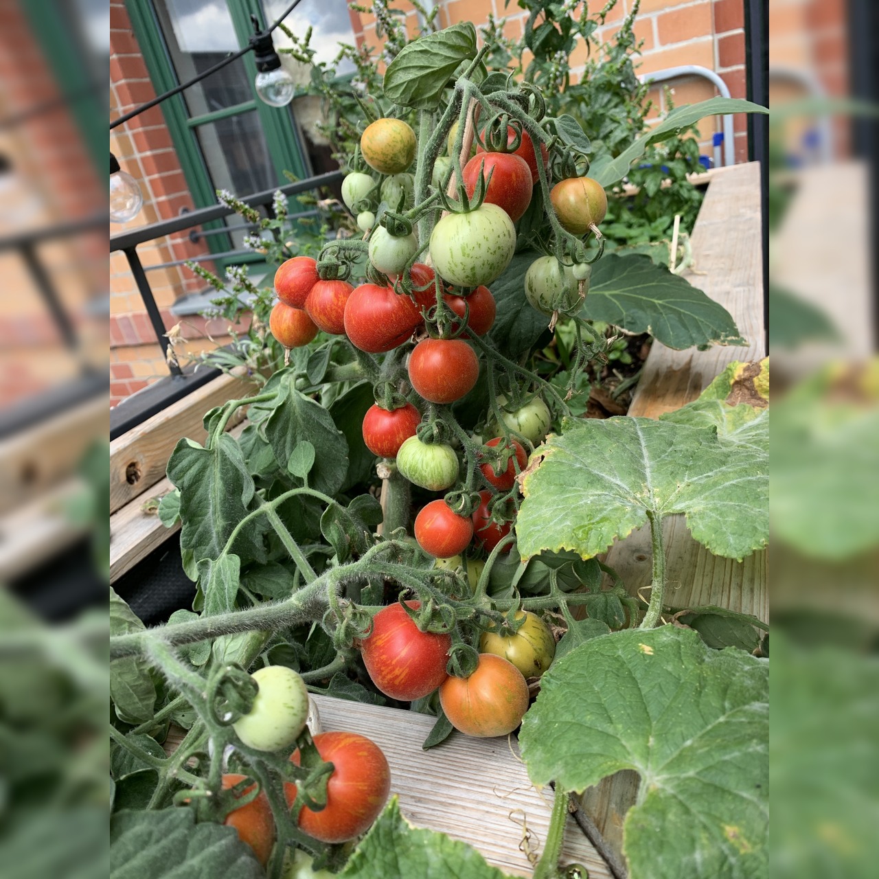 Tomate "Fuzzy Wuzzy" - BIO-Tomatensorte [samenfest]
